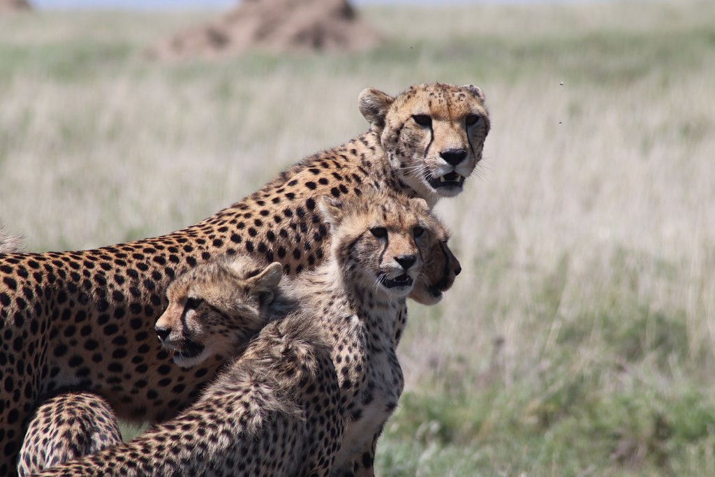 Arusha National Park - 3