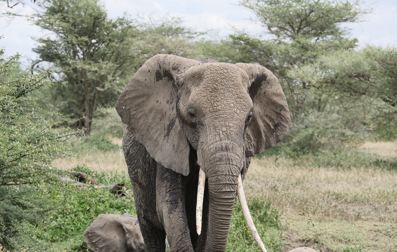 Lake Manyara National Park - 3