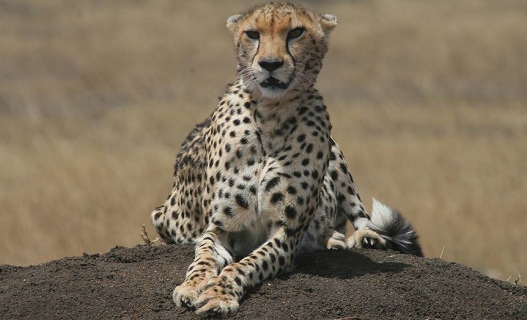 Cheetah on a mound during safari
