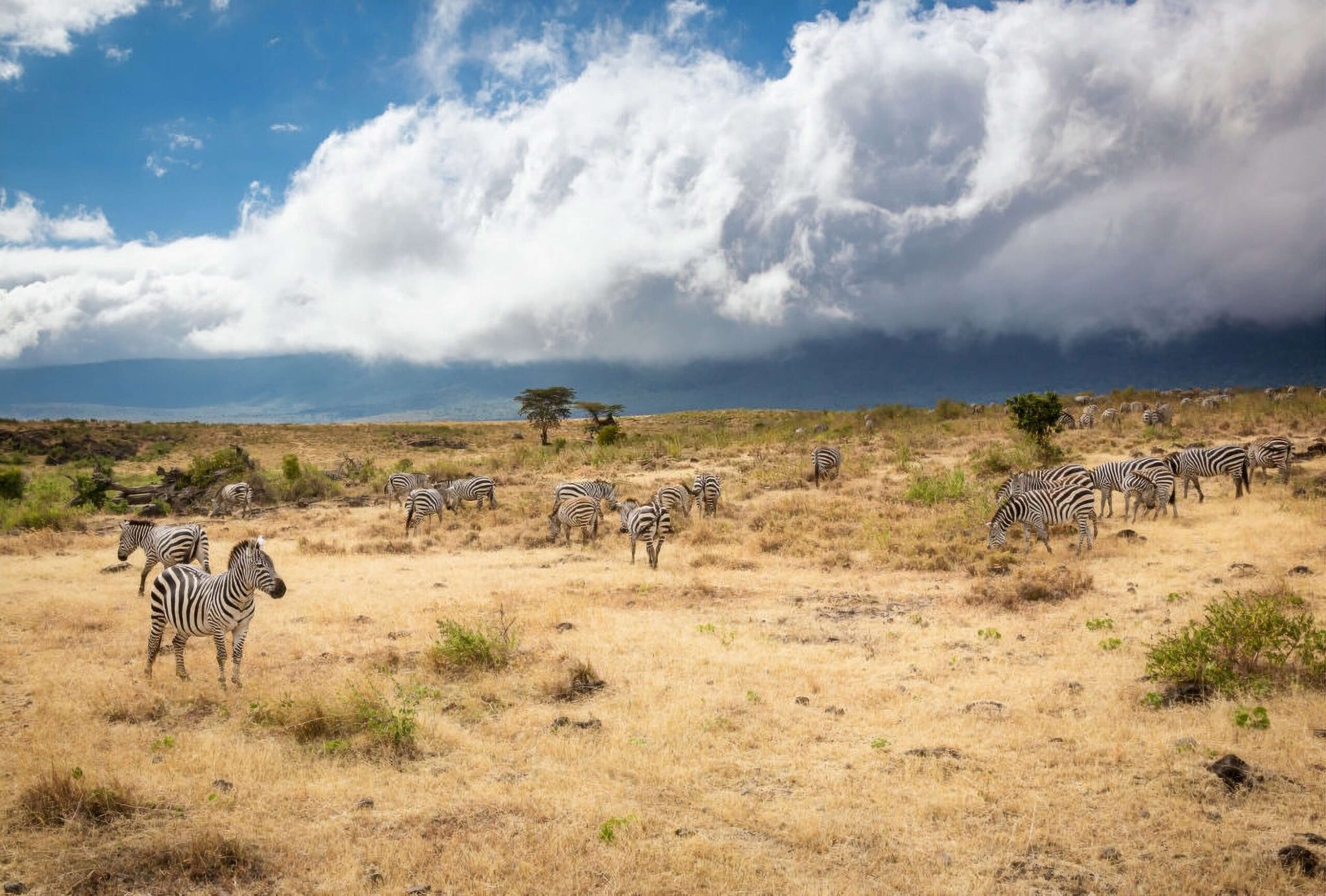Ngorongoro Crater - 6