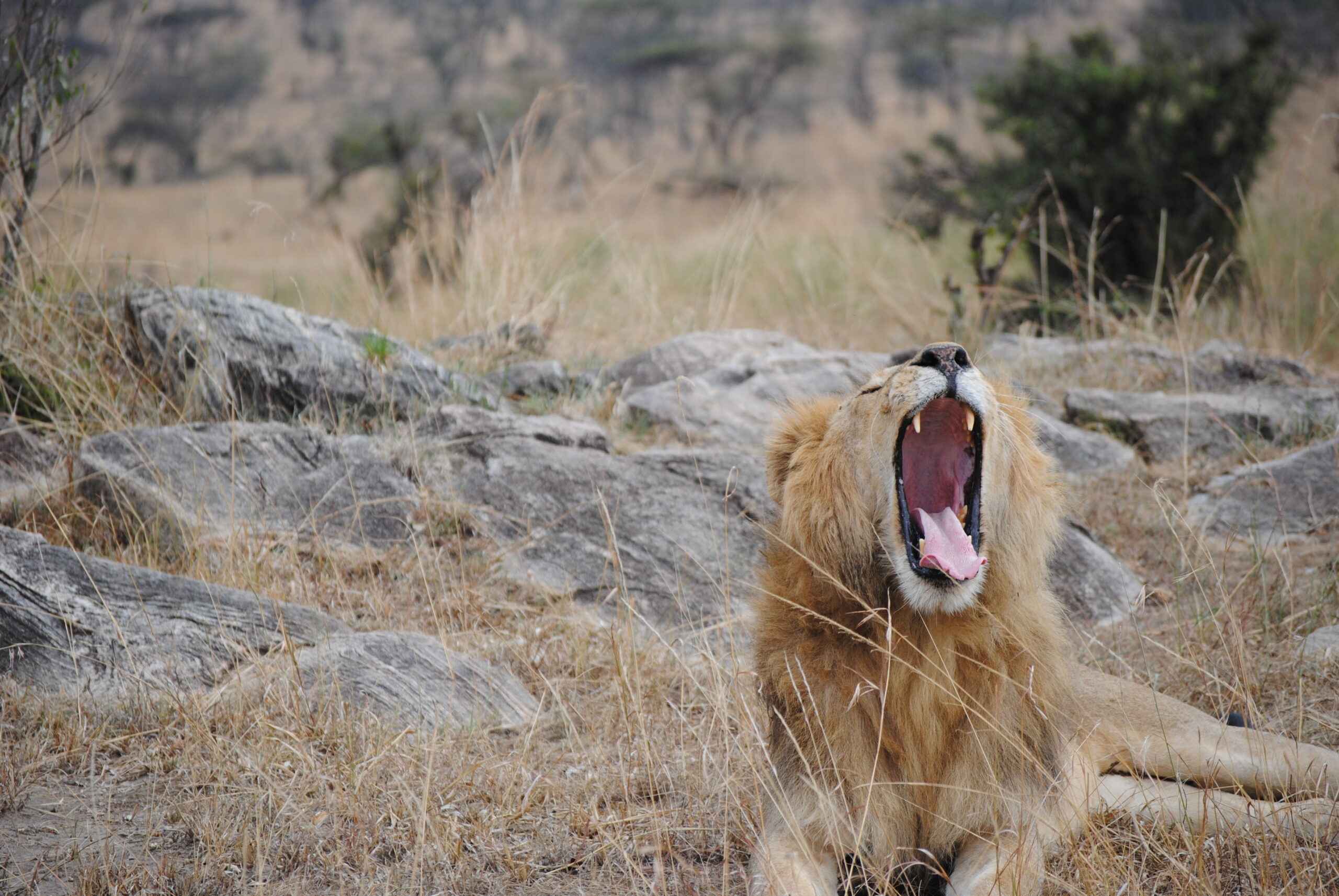 Yawning lion in the wild