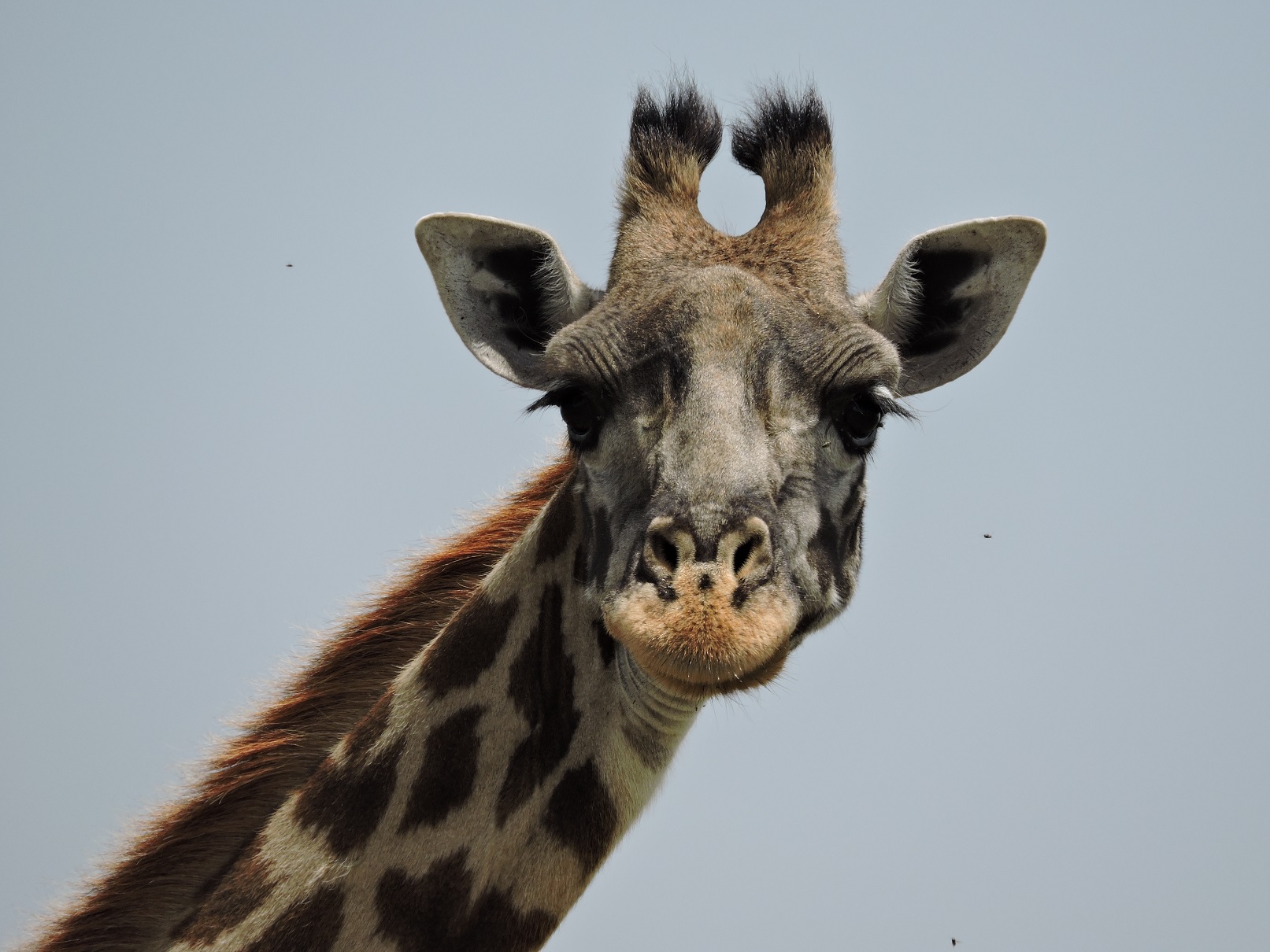 Giraffe portrait