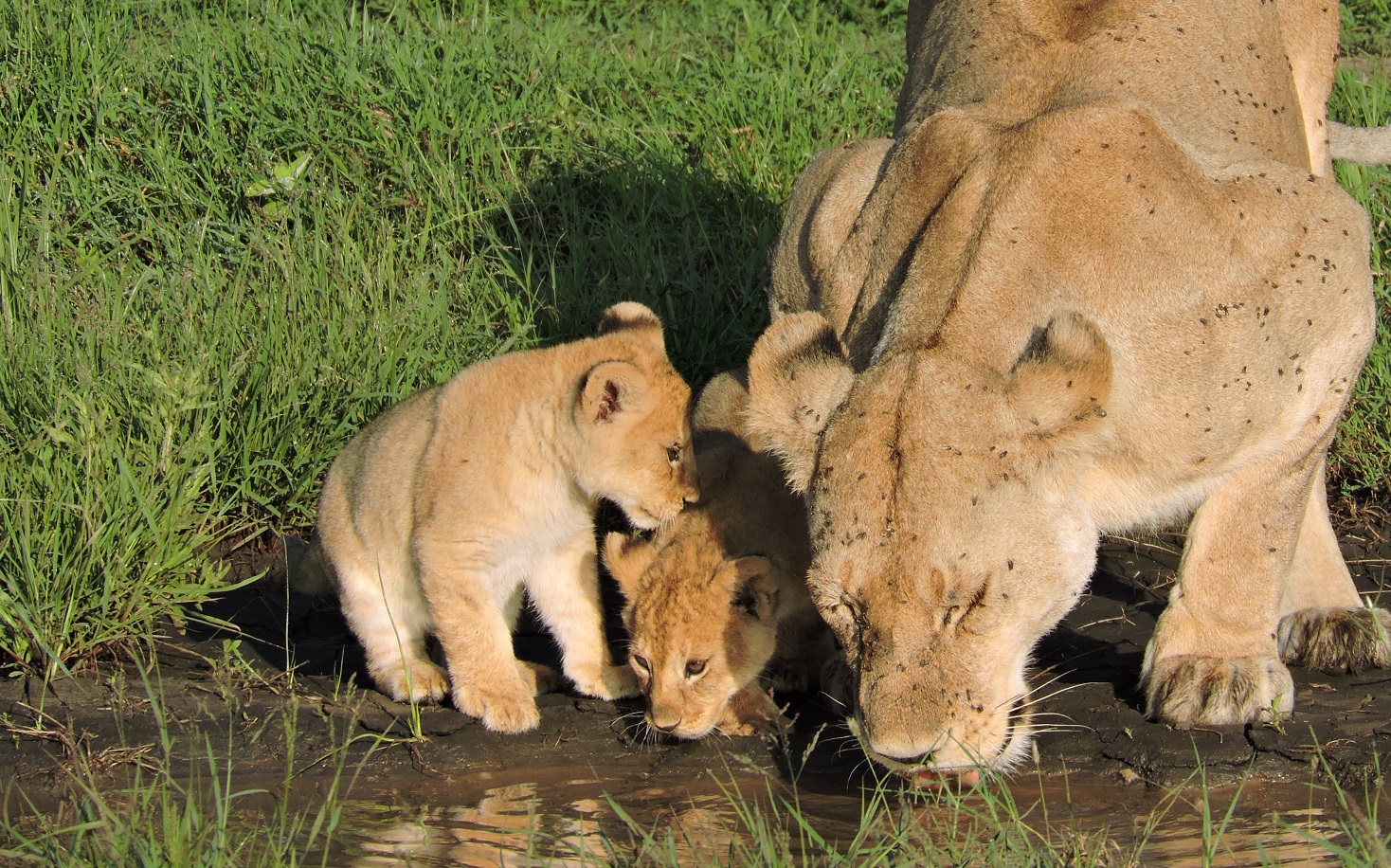 Lake Manyara National Park - 1