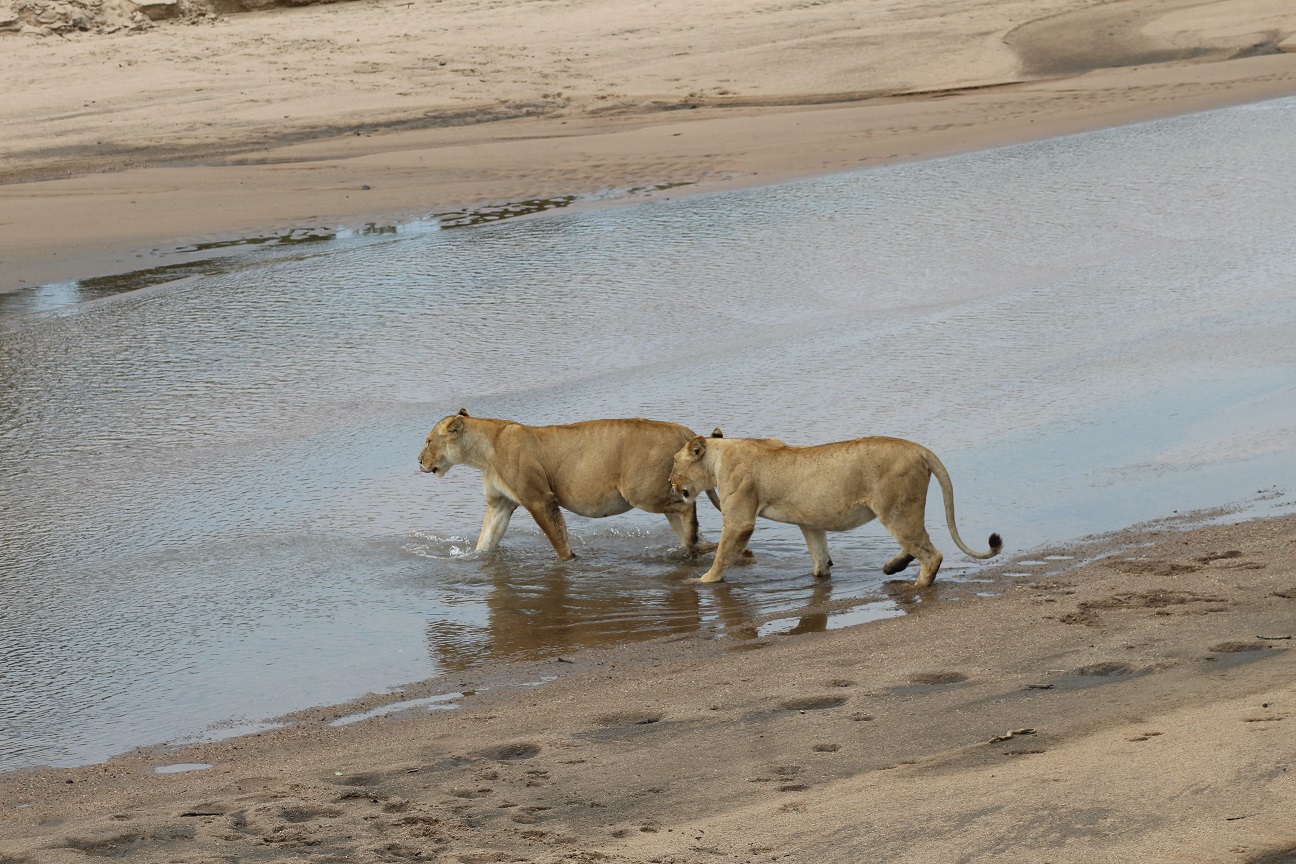 Wildlife close encounter on safari