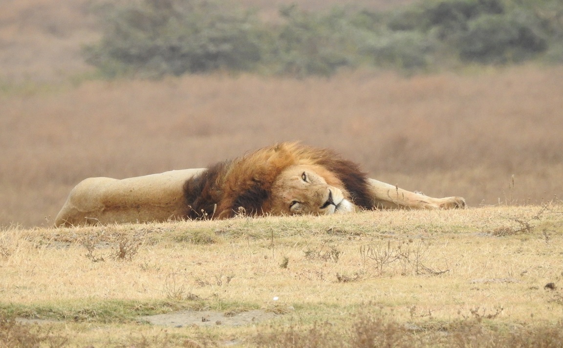 Sleeping lion in Ngorongoro Crater