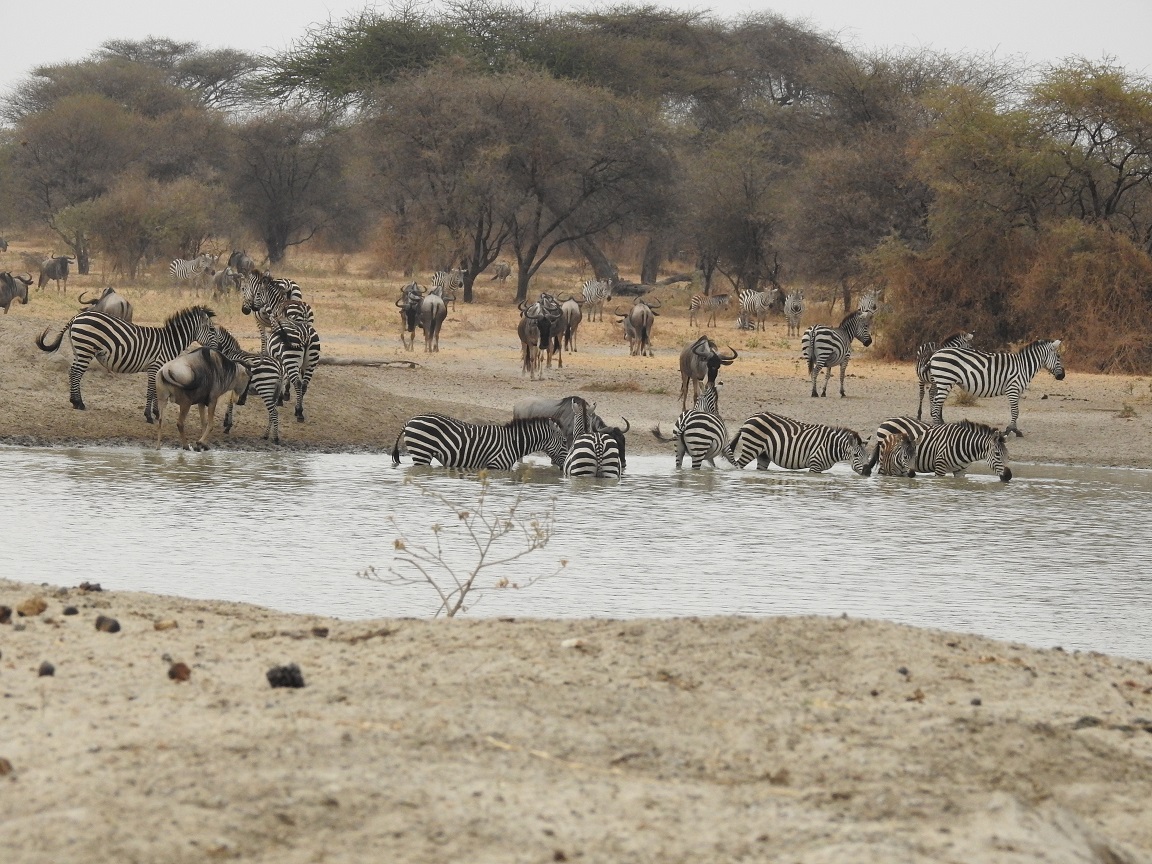 Tarangire National Park - 2