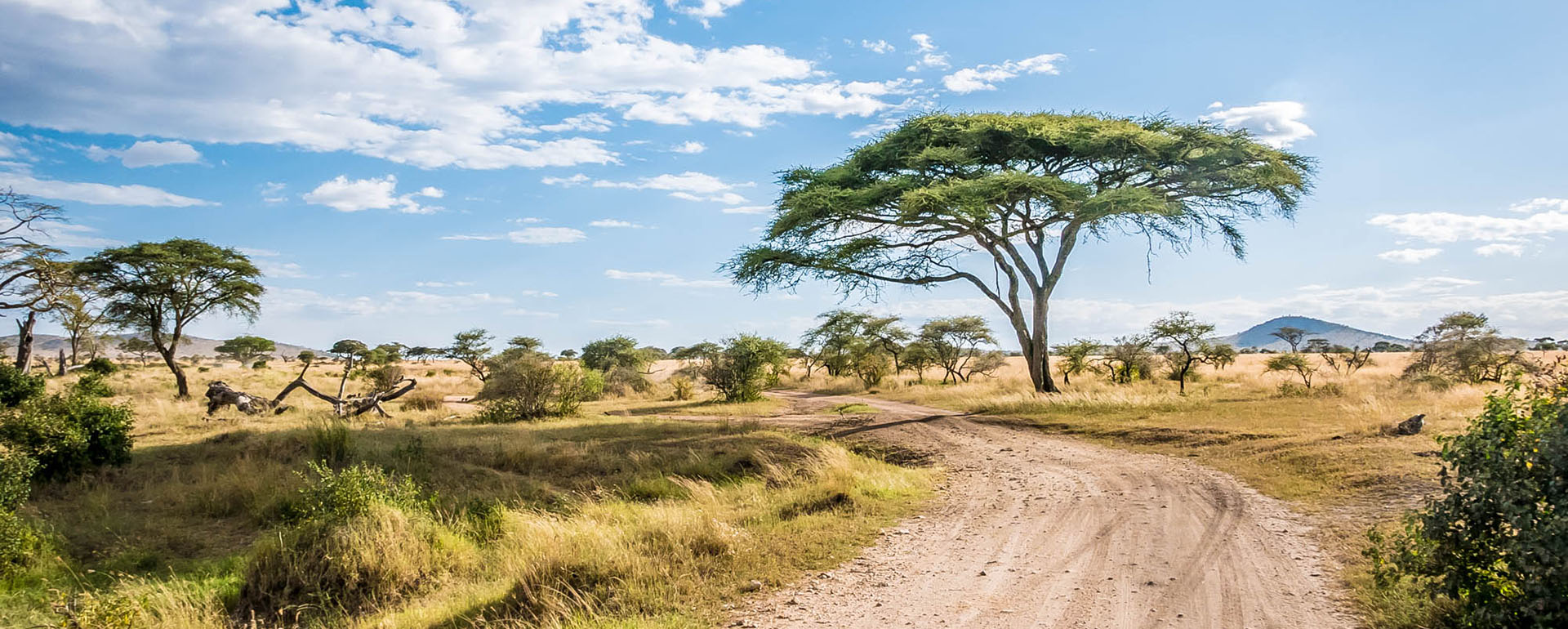Savanna road with acacia trees in Tanzania