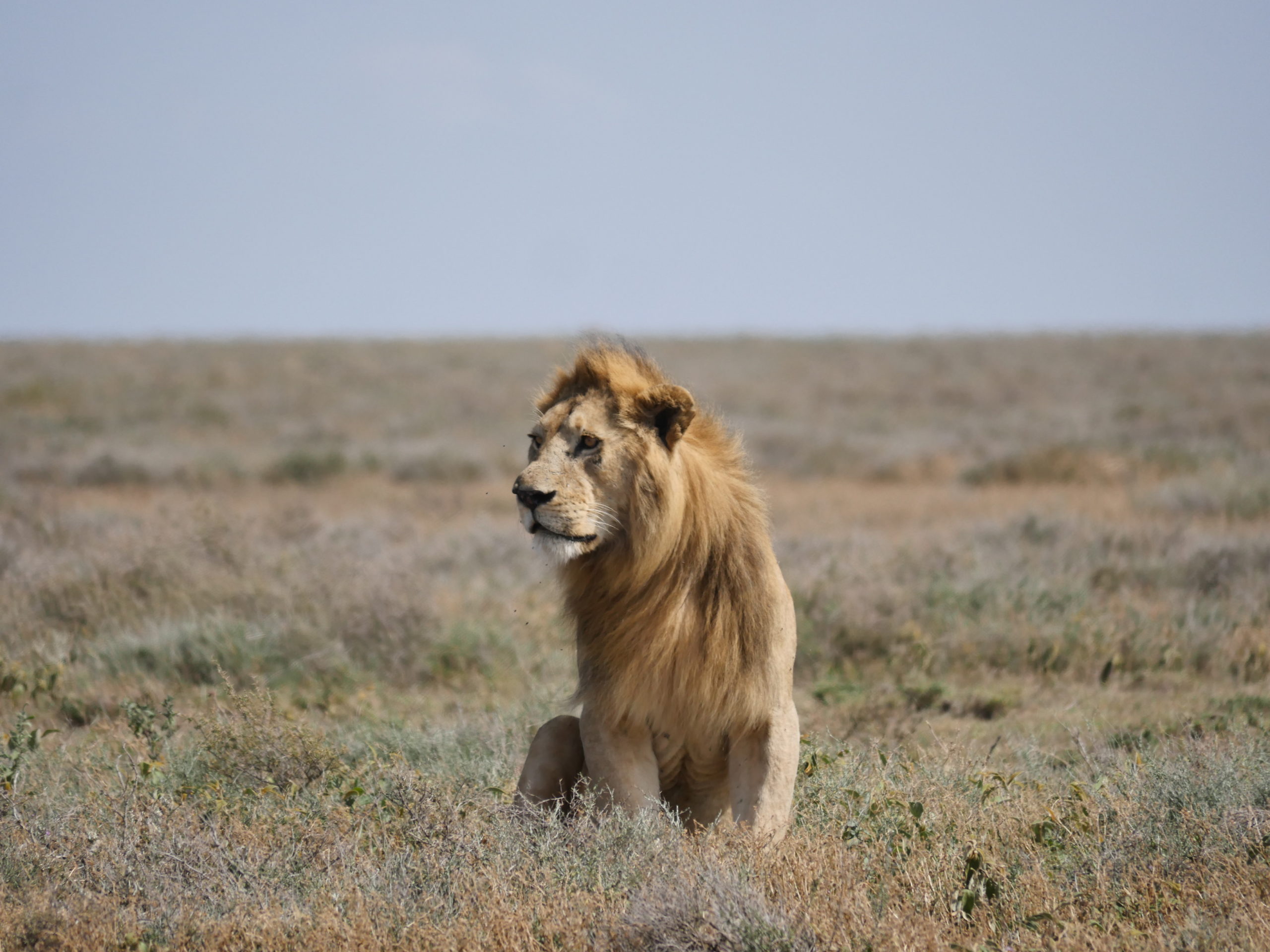 Majestic lion portrait