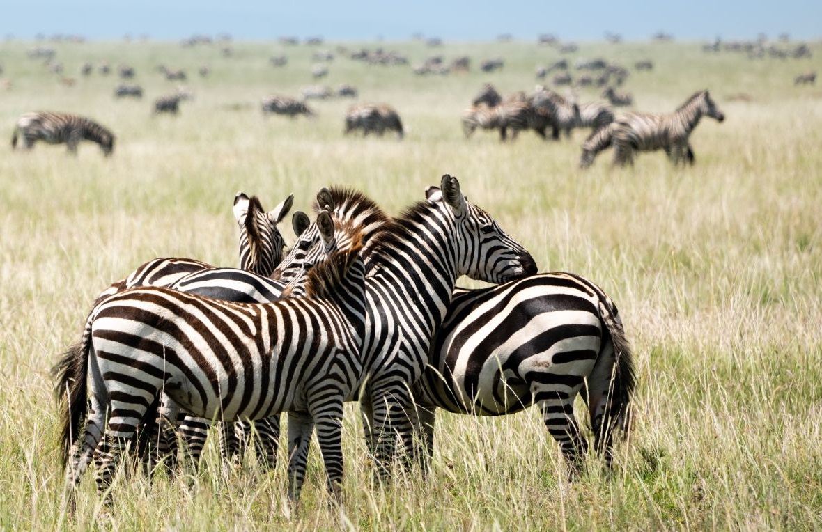 Serengeti National Park - 4