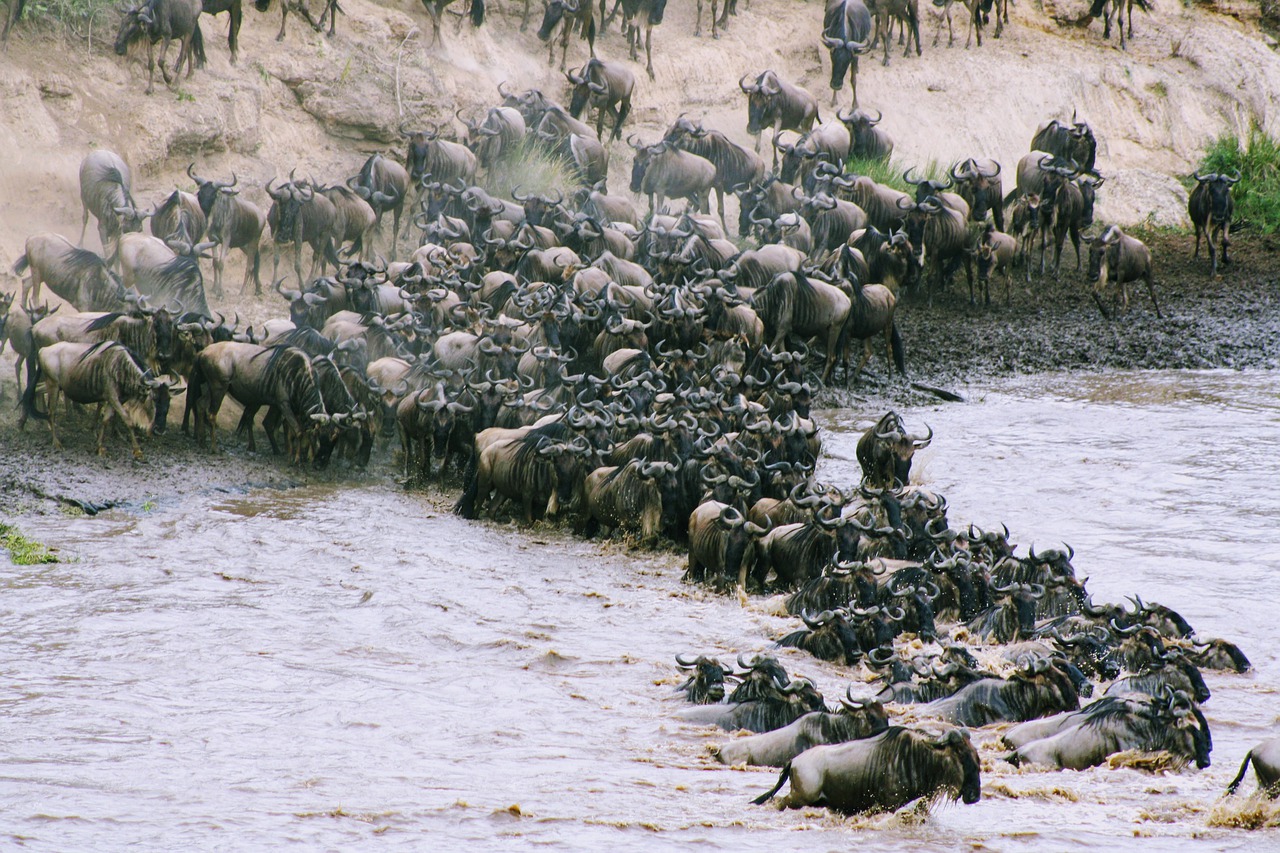 7-Day The Great Migration Safari 2