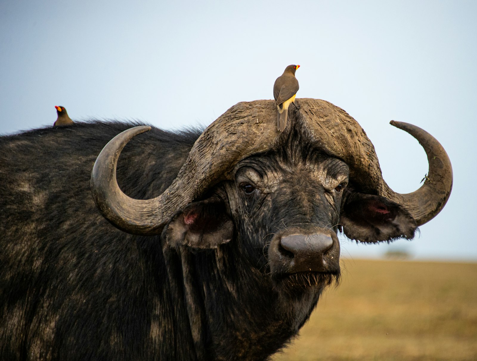 Buffalo
