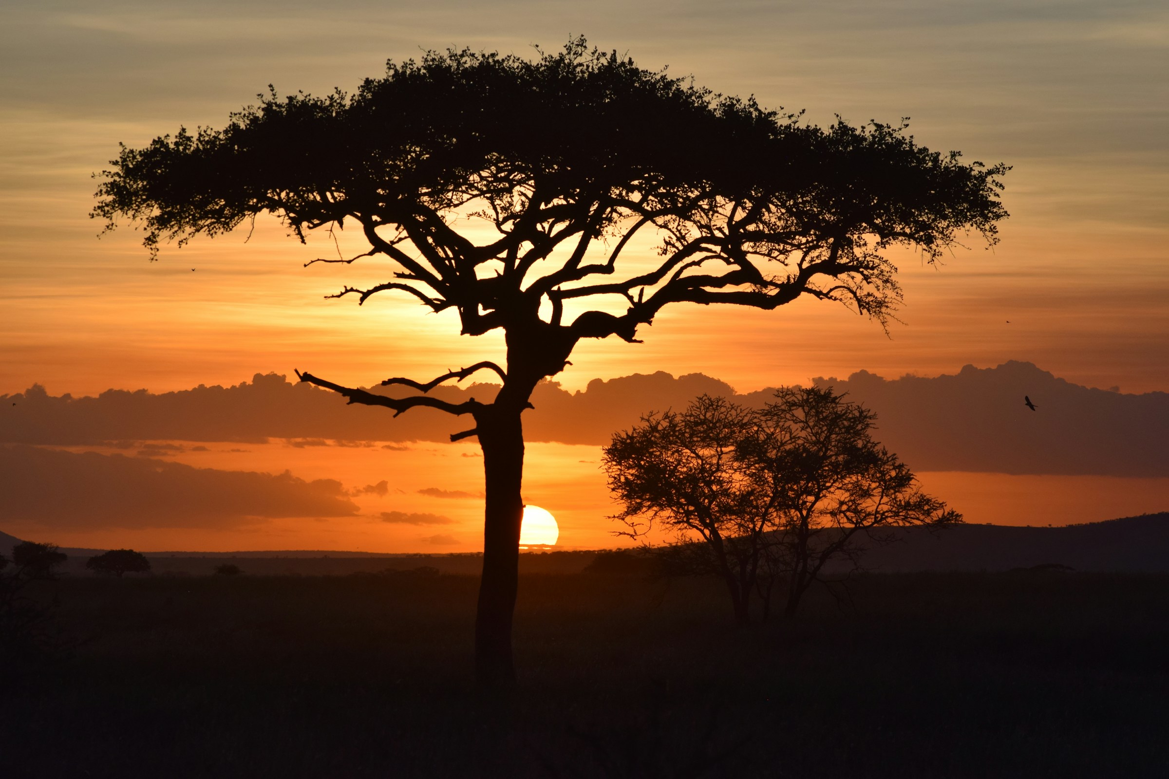 Sunset over an acacia on the Tanzanian savannah
