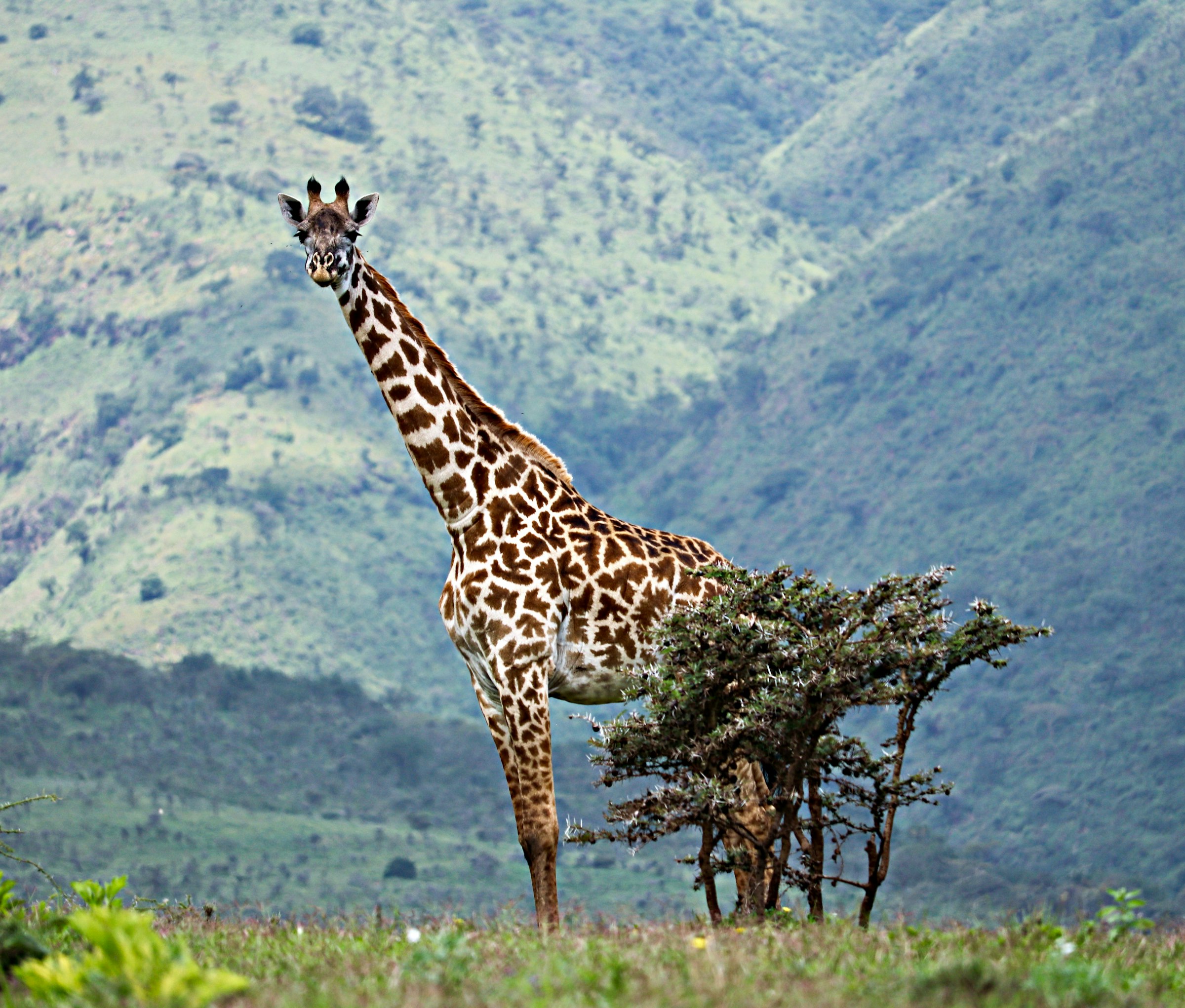 Serengeti plains at golden hour
